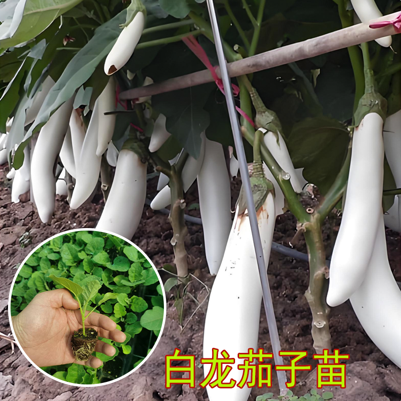 茄子秧苗大全紫红烧烤绿罐白青茄子大全秧苗四季菜蔬菜种籽秧苗孑,淘宝优惠券,粉丝福利购,淘宝优惠卷