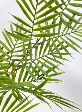仿真棕榈叶 散尾葵 样板间绿植叶子摄影道具椰子树叶北欧绿植造景