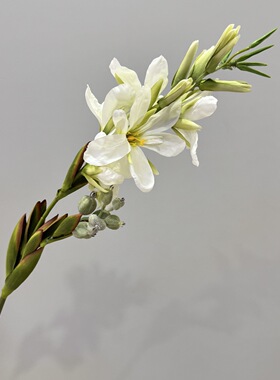 仿真美人蕉热带雨林剑兰假花家装摆设插花造景软装婚庆道具摆件