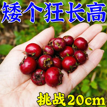 (the subservirate is long) The long height is not self-humble the small subgod helps you get rid of your troubles for a short time.