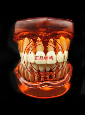 牙科口腔教学水晶透明仿真摆件