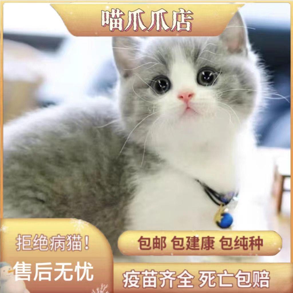 中华田园猫橘猫橘白猫奶牛猫宠物猫狸花猫狸猫纯黑猫幼猫家养小猫 - 图1