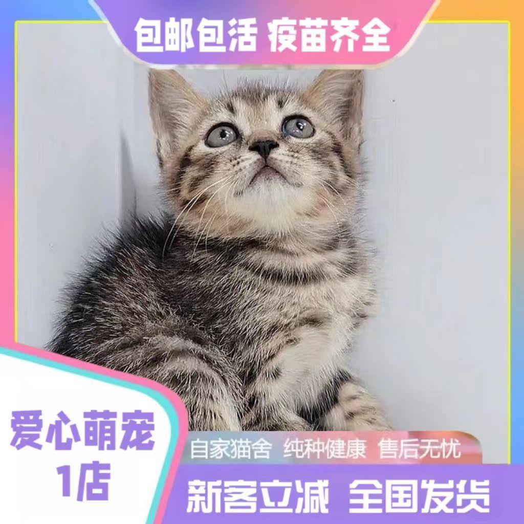 猫咪小猫活物小猫幼猫田园猫橘猫狸猫猫咪真猫小老虎宠物猫小奶猫-图2