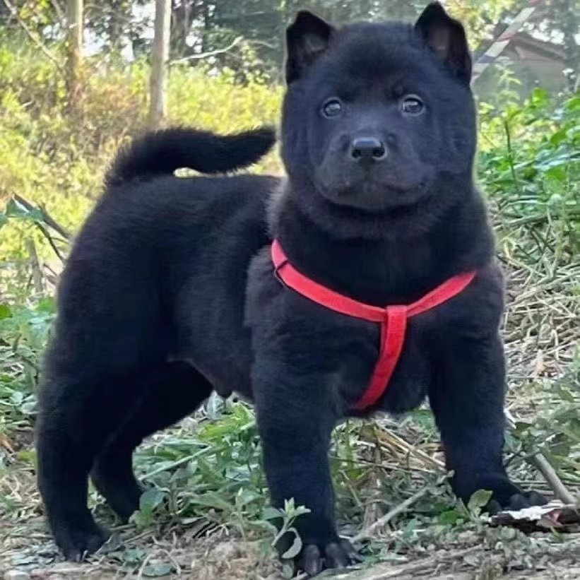 五黑犬广西土猎犬小狗幼犬田园犬小狗狗五黑赶山犬狩猎犬纯黑土猎 - 图3