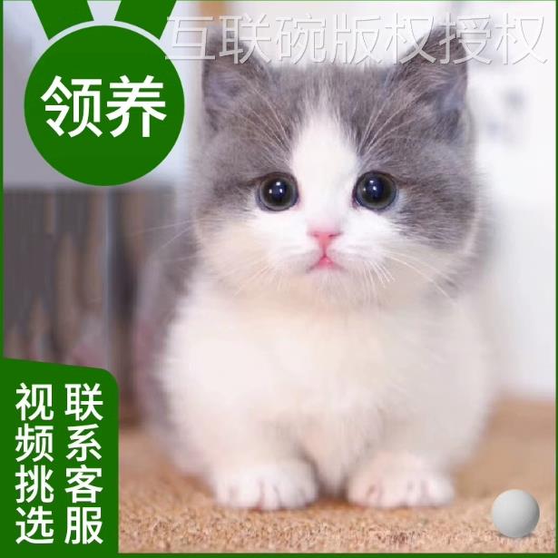 猫咪活物田园猫橘猫暹罗猫小猫宠物幼猫蓝猫幼崽英短金银渐层美短-图2