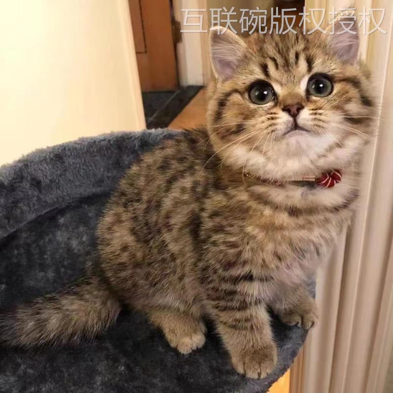 橘猫狸猫狸花猫活体中华田园猫纯黑猫白猫奶牛猫小三花白狸捕鼠猫 - 图1