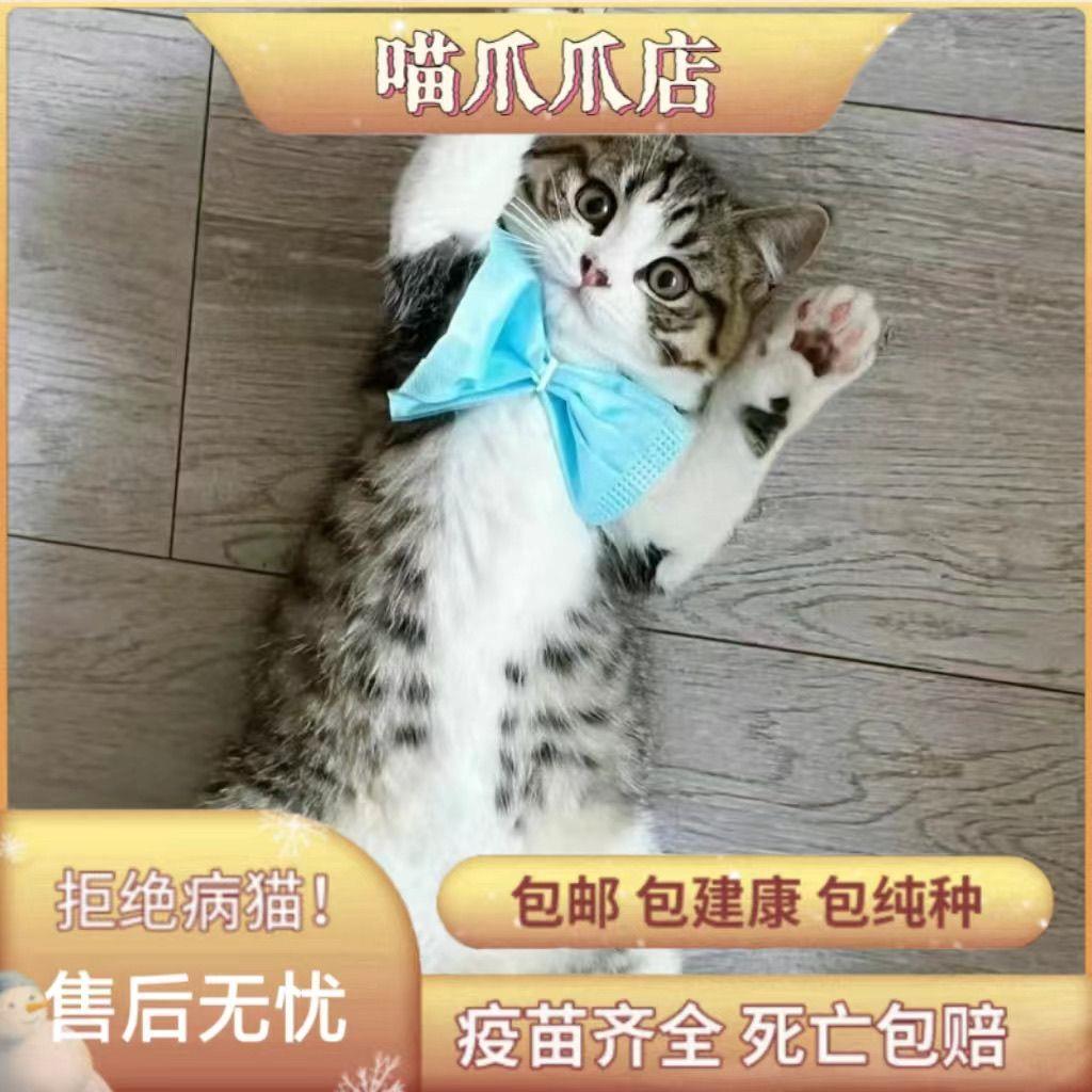 中华田园猫橘猫橘白猫奶牛猫宠物猫狸花猫狸猫纯黑猫幼猫家养小猫 - 图3