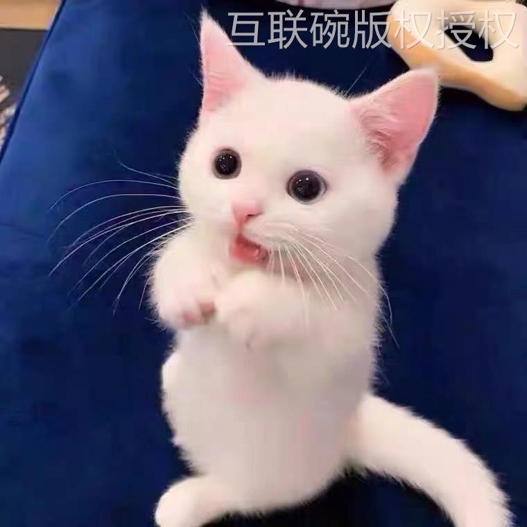 橘猫狸猫狸花猫活体中华田园猫纯黑猫白猫奶牛猫小三花白狸捕鼠猫 - 图0