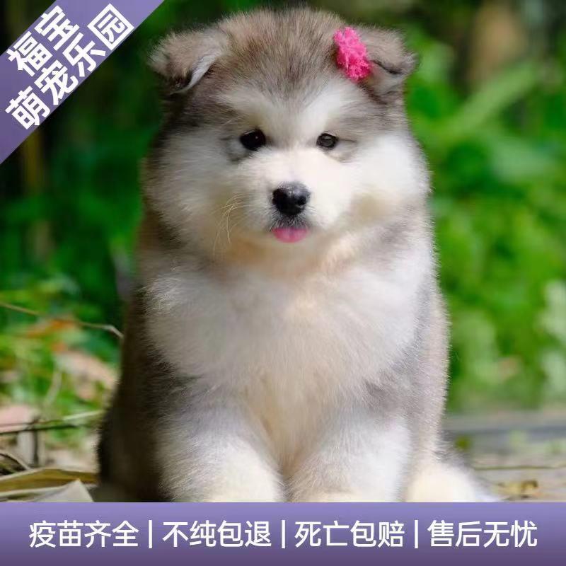 熊版纯种阿拉斯加幼犬活体大骨架双血统金毛拉布拉多萨摩耶陪伴犬 - 图0