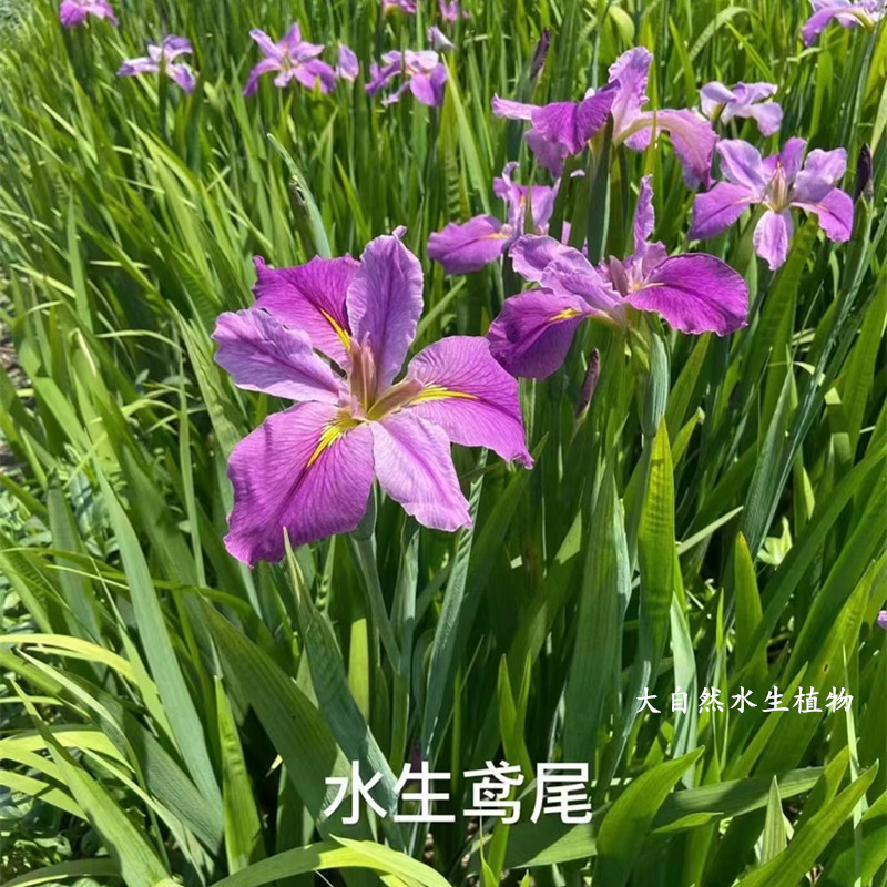 四季常绿水生鸢尾花苗西伯利亚鸢尾湿地公园绿化造景耐寒花卉植物 - 图1