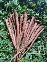 Great Cool Mountain Now Dig Sweet Angelica 5 Catty Loaded Original Eco Whole Root Saucepan Soup Wellness Chinese Herbal Medicine Chinese Herbal Medicine Vegetable Angelica