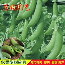 Chic Sweet Crisp Pea Seed Fruit Type Eating Shell Thick Meat Sweet Bean Dutch Bean Seed Autumn Podcast Balcony Vegetable Seed