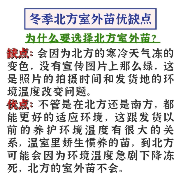 系鱼川真柏素材耐寒抗冻庭院柏树盆栽植物室内外桌面特色绿植包邮-图0