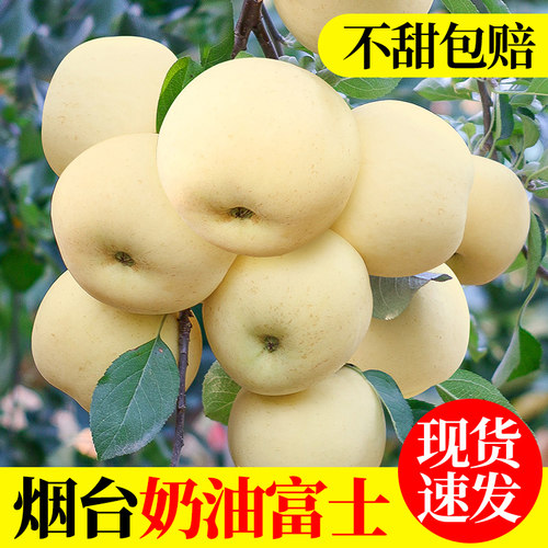 正宗奶油富士苹果新鲜水果山东烟台黄金苹果脆甜现摘应当季整箱10 - 图3