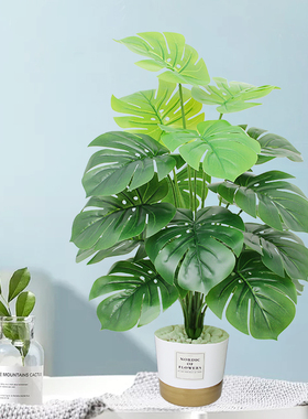 盆栽塑料滴水观音绿植室内装饰