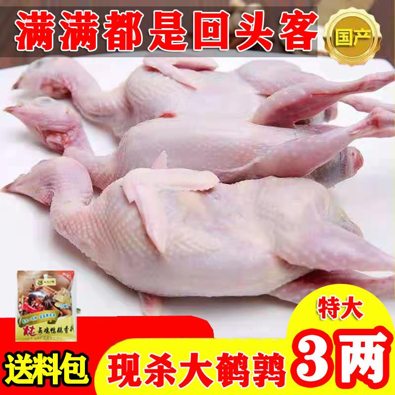 【顺丰包邮】母鹌鹑放血特大号去内脏冷冻新鲜优选散养煲汤整箱 - 图1