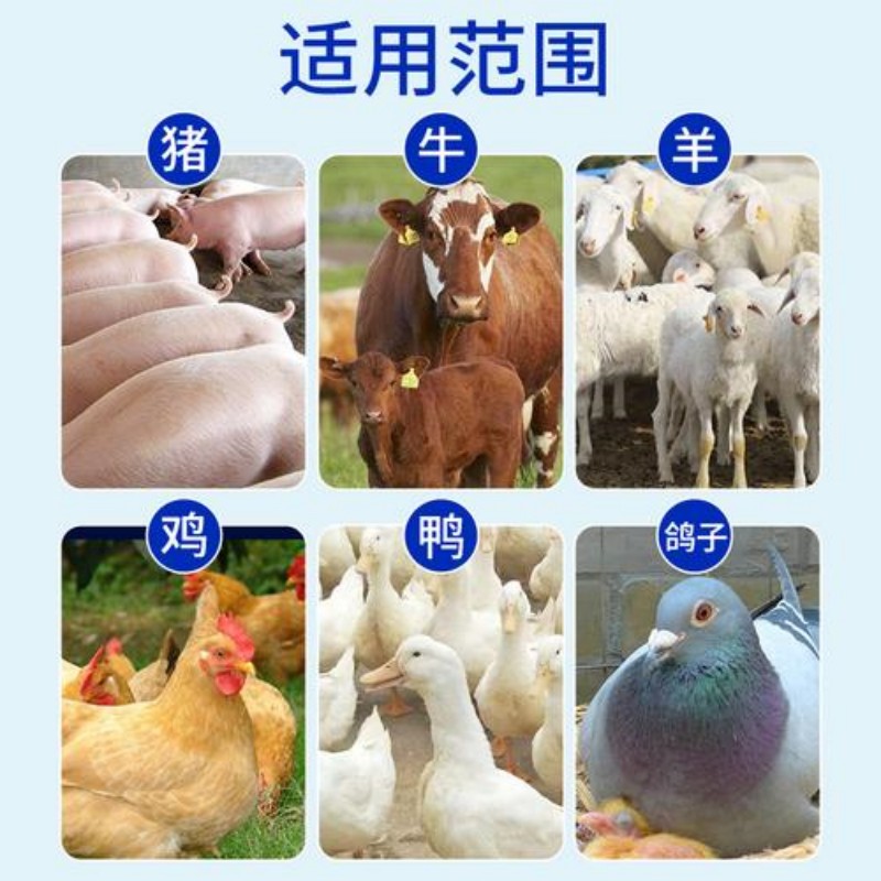 兽用杨树花口服液仔猪拉稀牛羊腹泻畜禽通用化湿止痢孕畜可用 - 图3