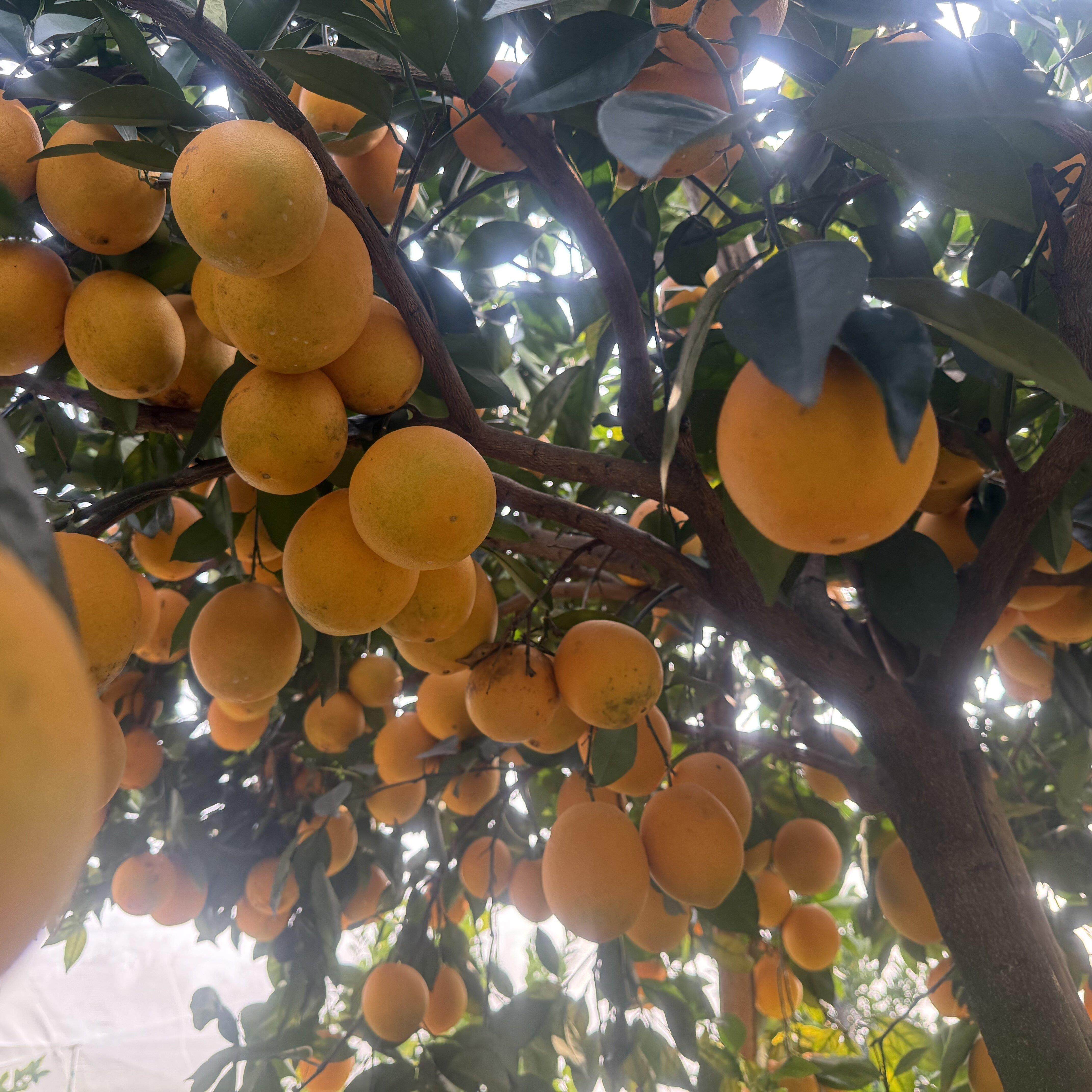 现摘正宗赣南脐橙赣州产地直发江西10斤装大果当季新鲜水果橙子20,淘宝优惠券,粉丝福利购,淘宝优惠卷