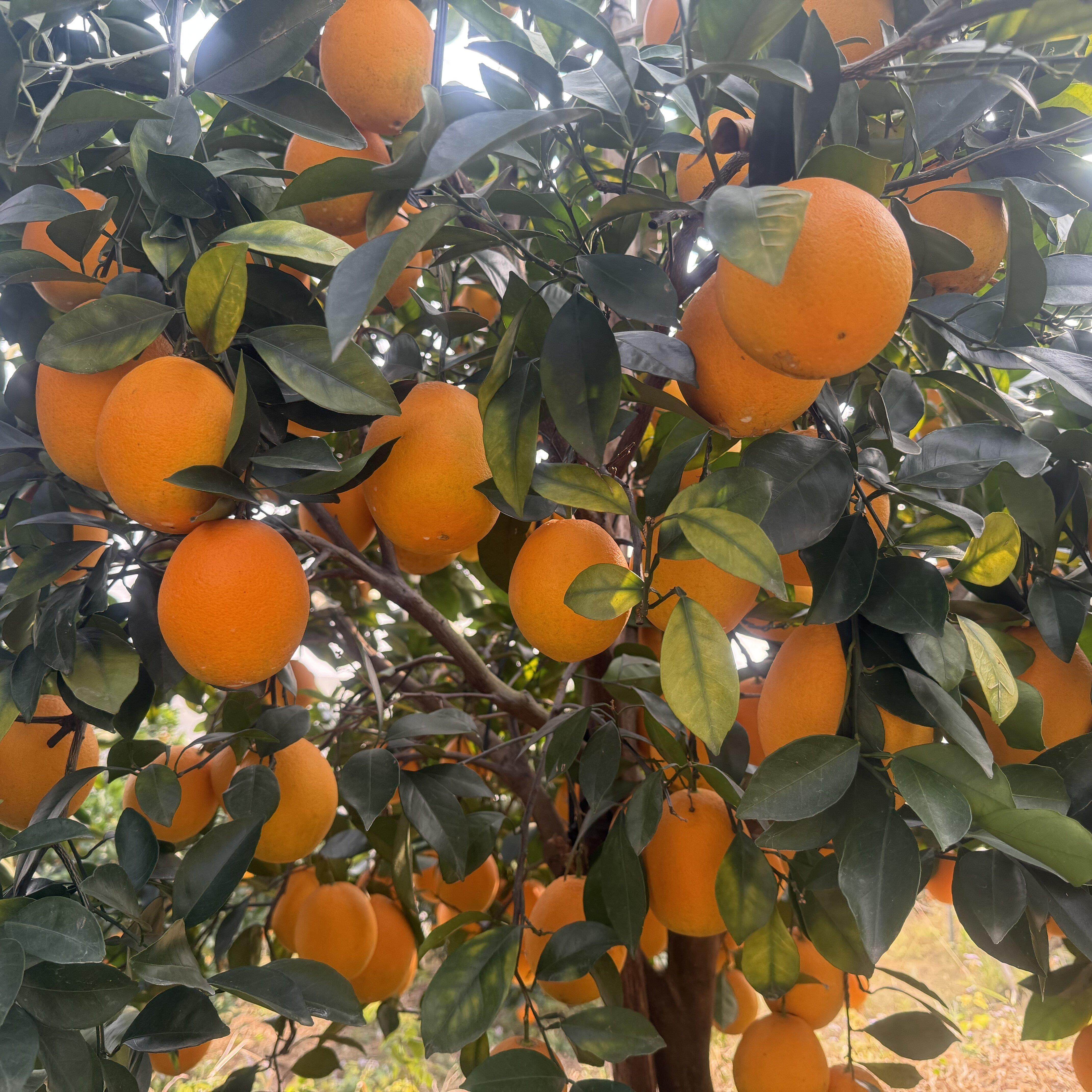 现摘正宗赣南脐橙赣州产地直发江西10斤装大果当季新鲜水果橙子20,淘宝优惠券,粉丝福利购,淘宝优惠卷