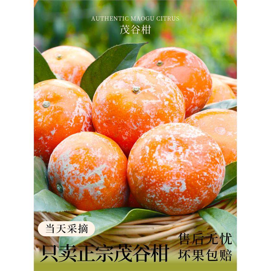 广西武鸣茂谷柑脏脏柑10斤新鲜水果应当季整箱沃橘子石灰柑桔子,淘宝优惠券,粉丝福利购,淘宝优惠卷