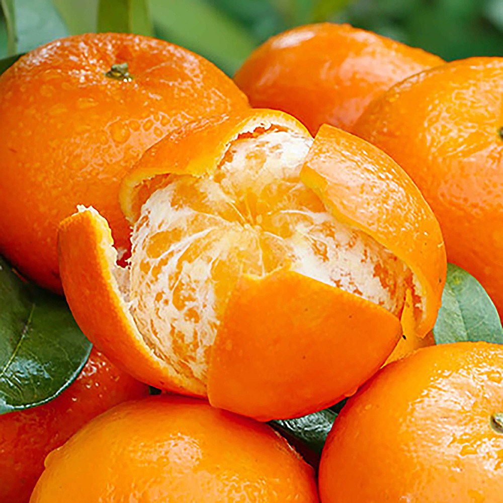 正宗广西武鸣沃柑柑橘桔子当季甜蜜橘子砂糖新鲜水果整箱,淘宝优惠券,粉丝福利购,淘宝优惠卷