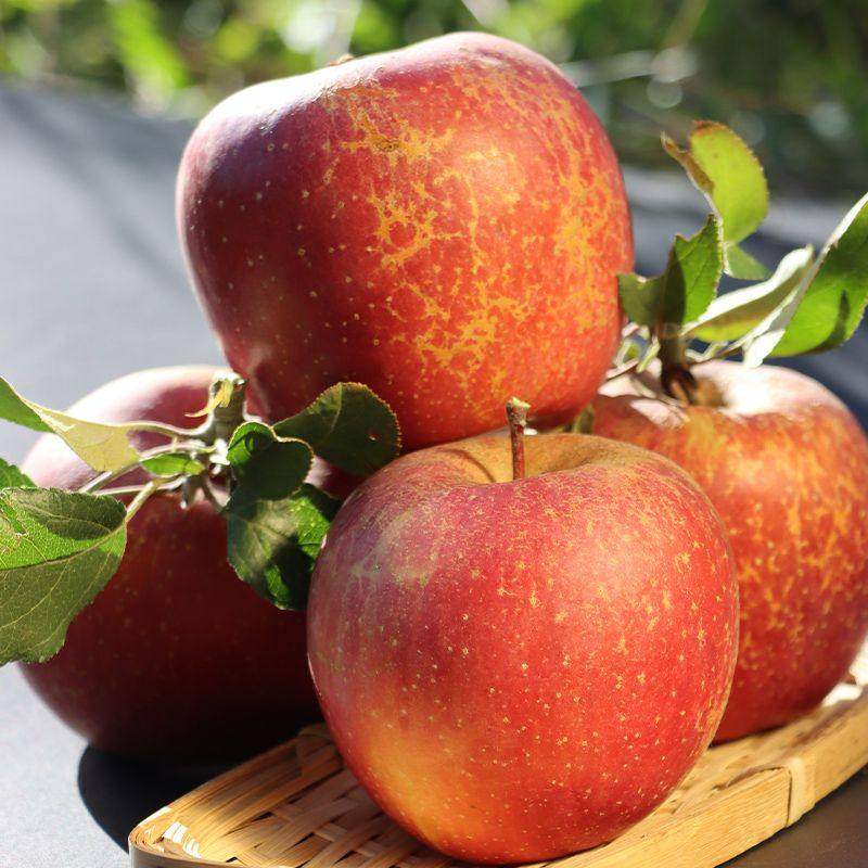 2025云南昭通正宗野生丑苹果冰糖心新鲜孕妇水果高原红露苹果整箱,淘宝优惠券,粉丝福利购,淘宝优惠卷