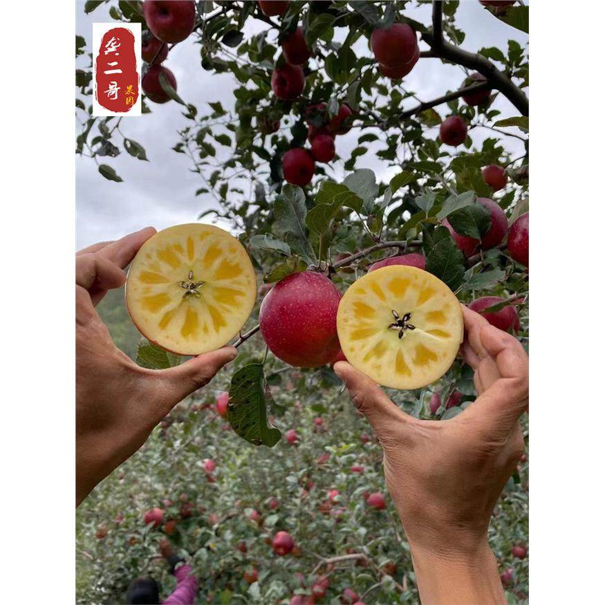 正宗冰糖心丑苹果现摘云南昭通新鲜水果红富士野苹果绍通红露当季,淘宝优惠券,粉丝福利购,淘宝优惠卷