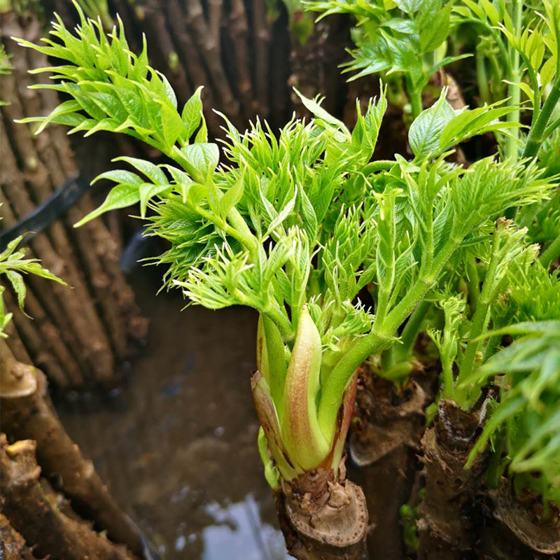 刺嫩芽野生包邮新鲜东北特产山野菜刺老芽蘸酱菜新鲜蔬菜包邮-图1