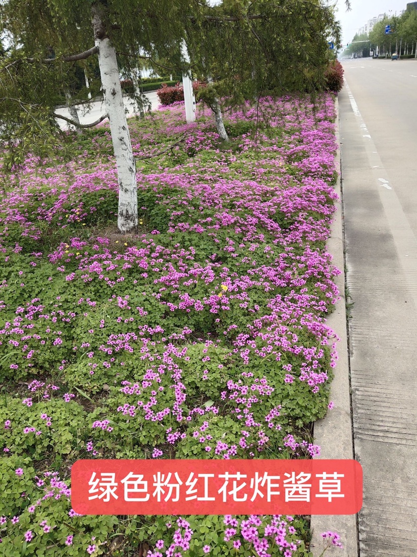 红花炸酱草多年生种根酢浆草红花草矮生工程绿化紫花草种根幸运草 - 图0