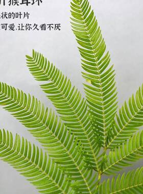 密叶猴耳环/含羞树/小豆树/害羞猴子 鸡髯豆   网红
