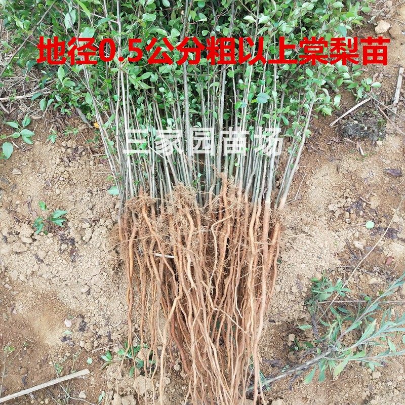 梨树的砧木有哪些,梨树6月份可以嫁接吗,什么果树可以嫁接_大山谷图库