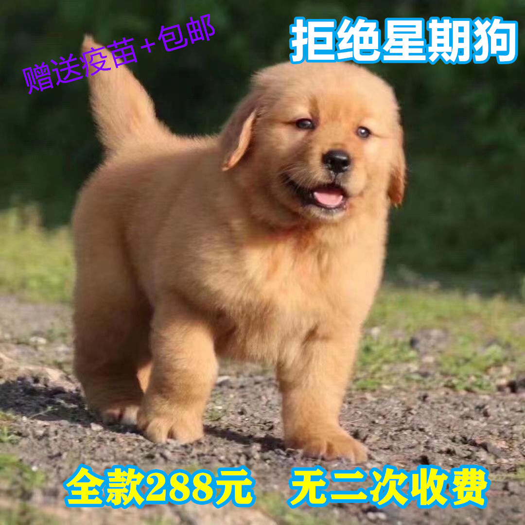 纯种金毛幼犬活体大骨架金毛犬导盲犬大型犬聪明家庭养宠物狗精品 - 图3