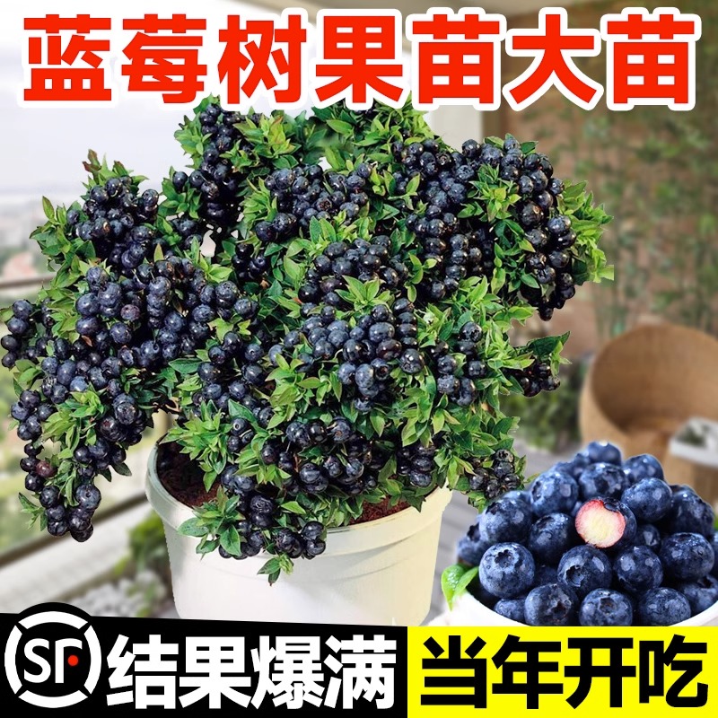 蓝莓树果苗蓝莓苗盆栽地栽果苗带大果南北方种植苗兔眼绿宝石果树 - 图2