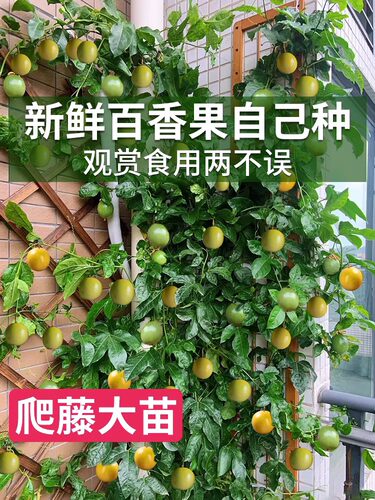 百香果树果苗盆栽南方北方庭院嫁接苗木种植水果黄金树苗四季结果 - 图0