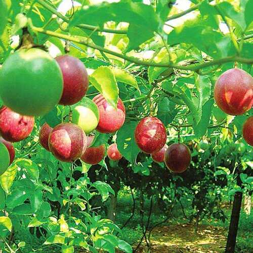 百香果树果苗盆栽南方北方庭院嫁接苗木种植水果黄金树苗四季结果 - 图3