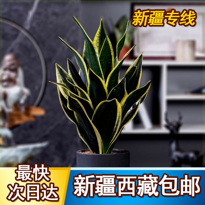 新疆西藏包邮除甲醛金边虎皮兰新房吸甲醛植物防辐射四季室内绿植 - 图1