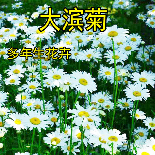 大滨菊种子多年生园林绿化景观花海庭院阳台花卉种子西洋滨菊种子