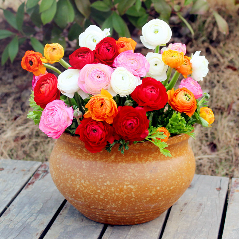 花毛茛种球四季易种耐寒花种子室内观察植物盆栽洋牡丹芹叶花球根 一个亿种业 淘优券