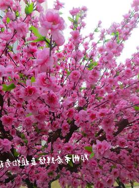 高仿真桃花树樱花树许愿树人造假桃花树商场售楼部橱窗仿真树装饰