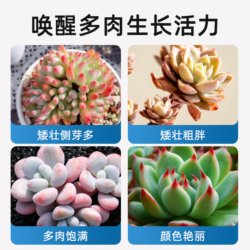 多肉爆芽矮胖素促芽增色植物花卉盆栽家庭园艺通用防徒长营养液,淘宝优惠券,粉丝福利购,淘宝优惠卷