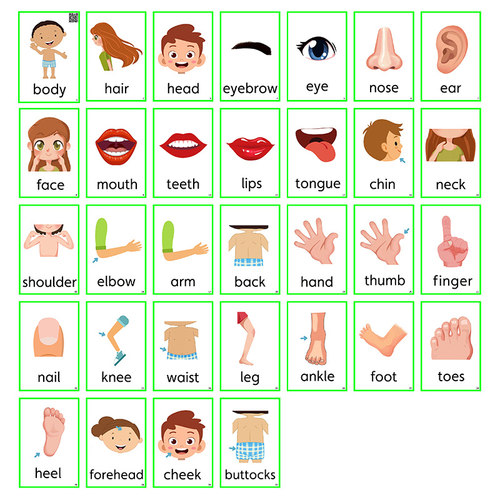 英语汉字拼音卡片身体部位闪卡 幼儿园儿童单词早教认知教师教具 - 图2