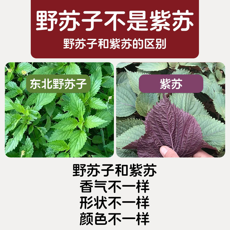 延边野苏子叶干货东北特产炖鱼炖肉煲汤料狗酱牛肉汤酱干野菜调料,淘宝优惠券,粉丝福利购,淘宝优惠卷