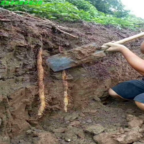 河南特产怀庆垆土正宗铁棍山药铁杆淮山温县农家新鲜精选5斤粉糯 - 图0