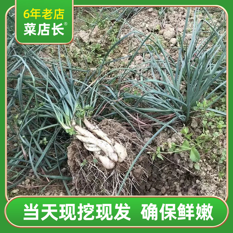 藠头新鲜荞头泡酸茭头教头炒菜大个凉拌腌制下饭食用四川农家蔬菜,淘宝优惠券,粉丝福利购,淘宝优惠卷