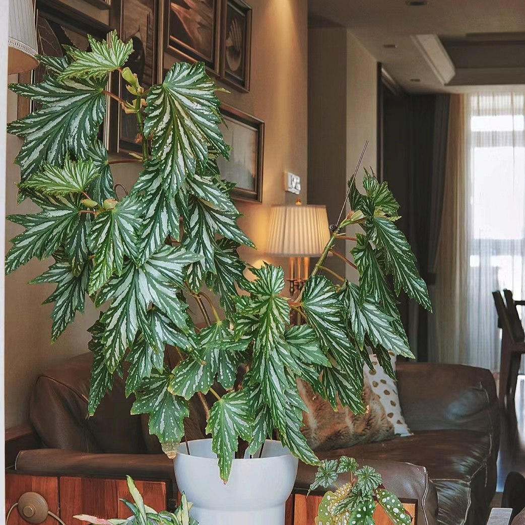 乌头杂秋海棠盆栽 竹节类 室内彩叶芋海芋海棠花观叶水培植物,淘宝优惠券,粉丝福利购,淘宝优惠卷