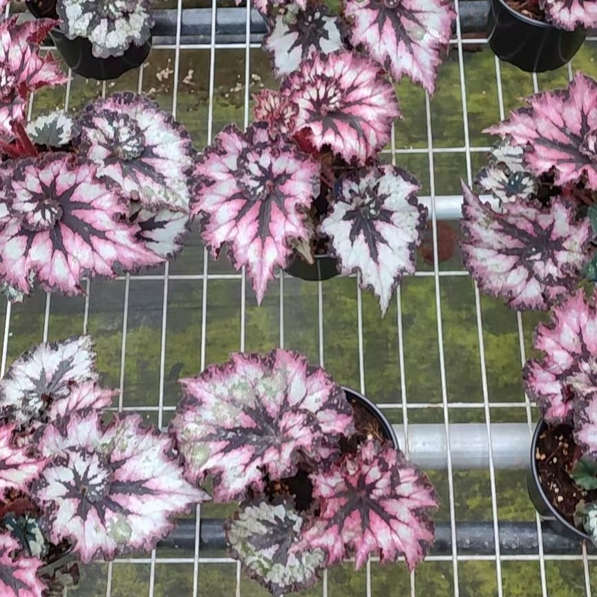 暗夜星空秋海棠绿植防辐射净化空气入门好养办公室阳台客厅盆栽,淘宝优惠券,粉丝福利购,淘宝优惠卷