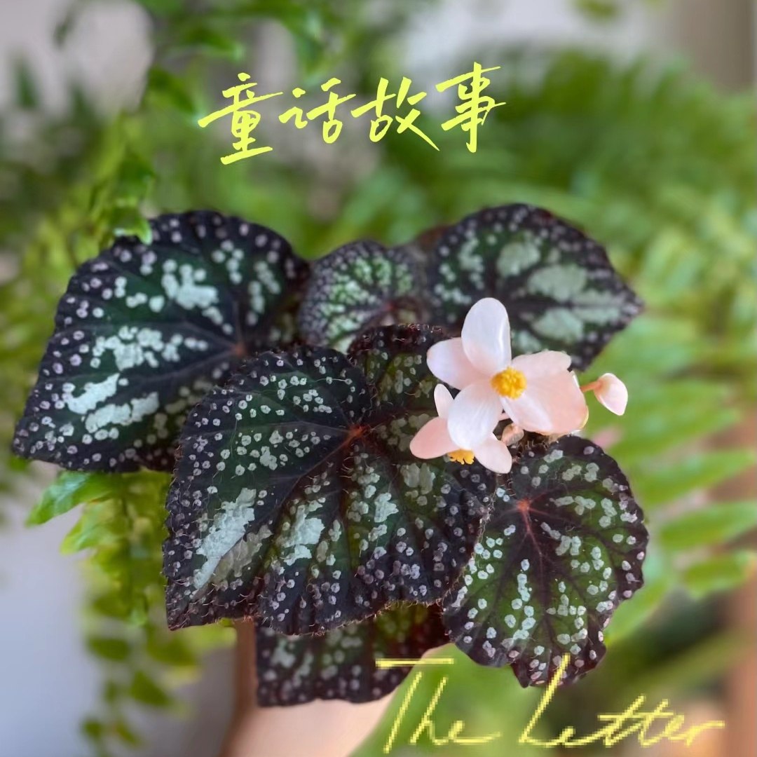 童话故事秋海棠 室内多年生高端观叶植物办公室特色花卉,淘宝优惠券,粉丝福利购,淘宝优惠卷