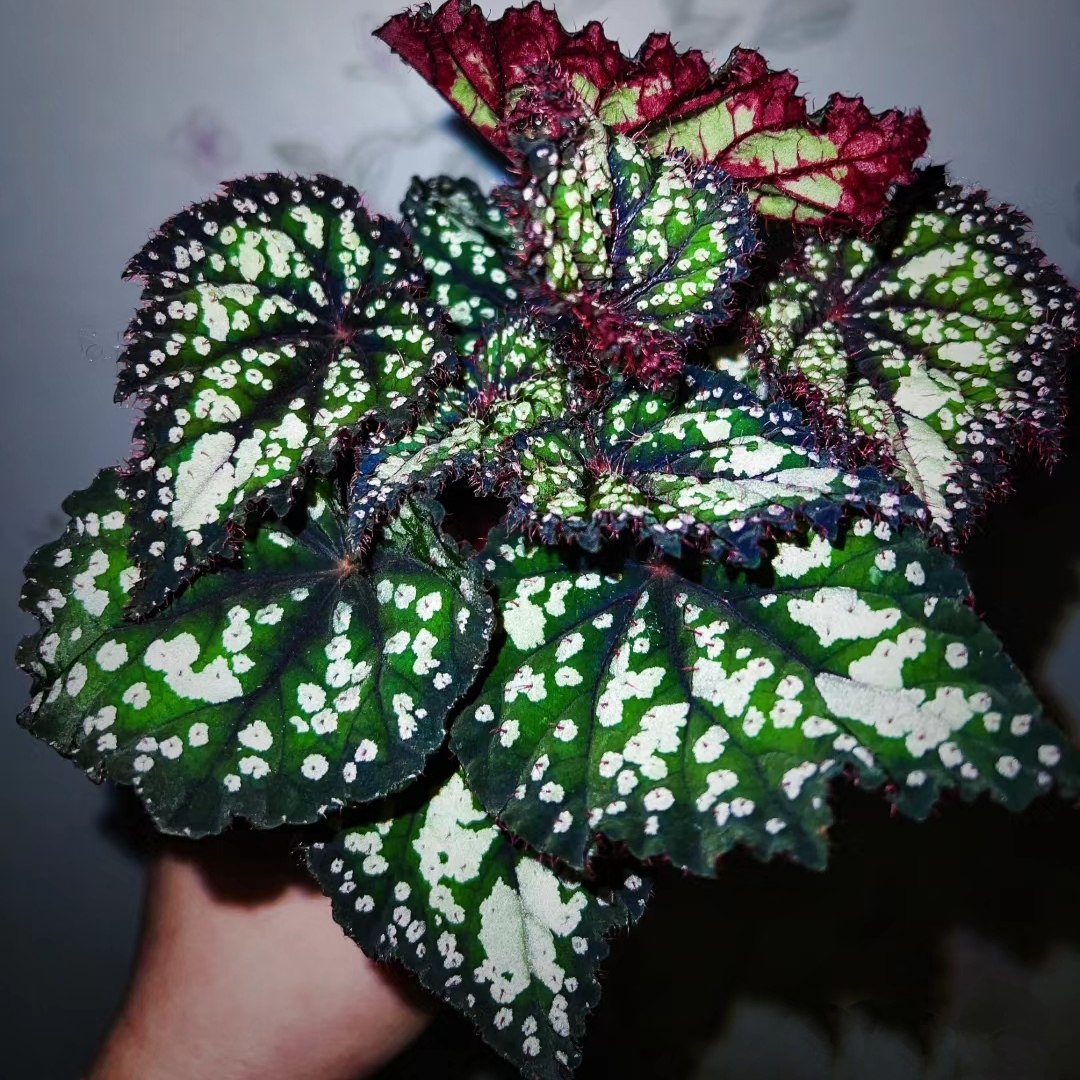 童话故事秋海棠 室内多年生高端观叶植物办公室特色花卉,淘宝优惠券,粉丝福利购,淘宝优惠卷