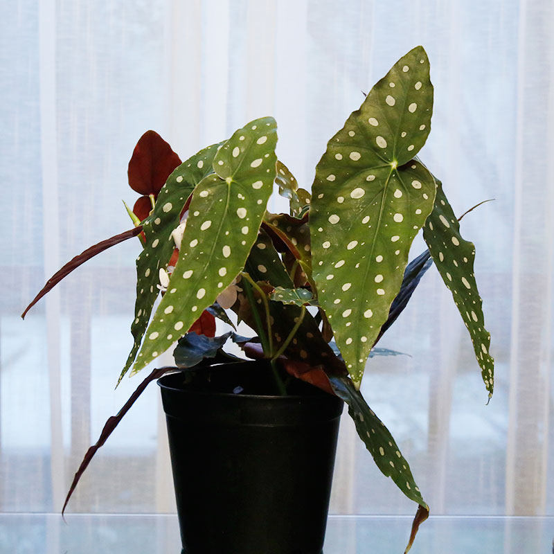 现货北欧网红植物鳟鱼秋海棠/白色恋人BegoniaMaculate室内绿植,淘宝优惠券,粉丝福利购,淘宝优惠卷