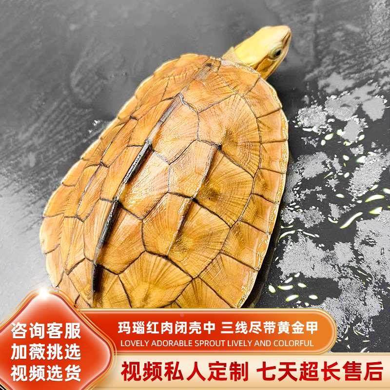 金钱龟活物纯种三线专用缸南石海南黄缘安缘陆地乌龟活体宠物龟,淘宝优惠券,粉丝福利购,淘宝优惠卷